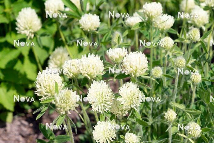 N1526601 Trifolium canescens