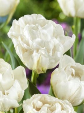 Maveridge, Tulipa Double Late