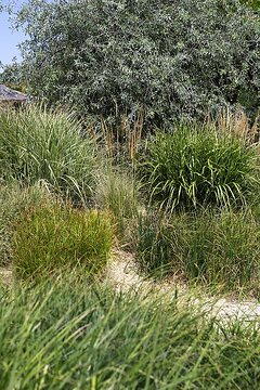 Chinese Silver Grass, Gehweg, Ornamental Grasses