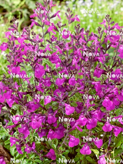 N0931521 Salvia Mirage™ Violet