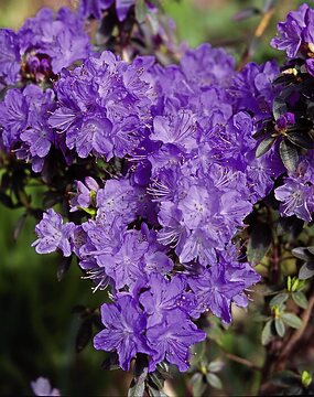 Rhododendron (Genus)