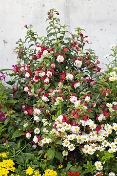 Argyranthemum frutescens, fuchsia (Genus)