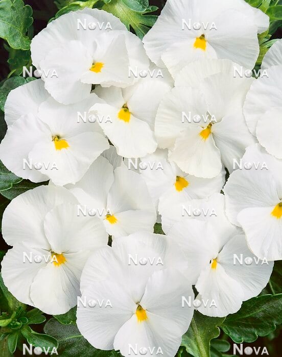 N1526703 Viola Renaissance White