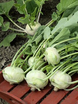 turnip cabbage, Wintergemüse