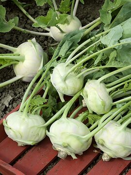 turnip cabbage, Wintergemüse