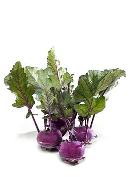 turnip cabbage, white background, Wintergemüse