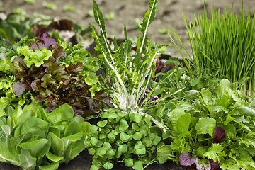 Asia salad, Cat grass, Cichorium (Genus), Italian Cress, Lactuca sativa var. longifolia, Lactuca sativa, Miner's Lettuce