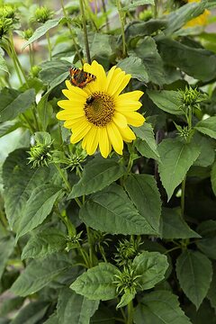 Biene, Helianthus x multiflorus, Schmetterling