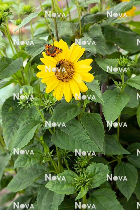 N1527318 Helianthus Flying Saucers with butterfly and bee