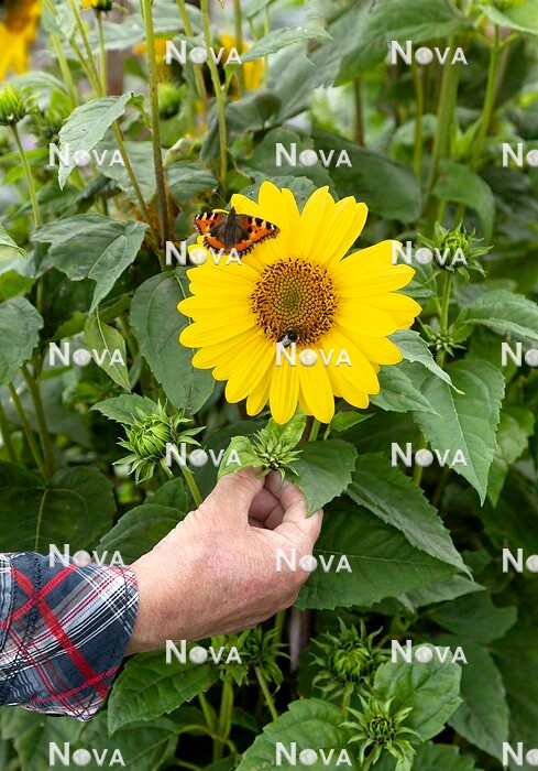 N1527320 Helianthus Flying Saucers with butterfly and bee
