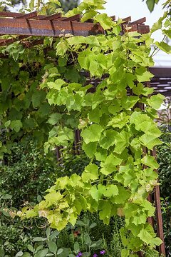 Pergola, Vitis vinifera subsp. vinifera