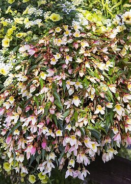 Begonia Cascade, Kientzler Variety