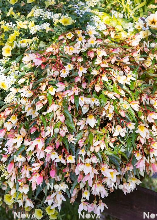 N1926926 Begonia Summerwings White Elegance