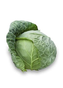 Blattgemüse, oxheart cabbage, white background
