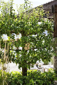 Obstbaum, pear tree, Trellies