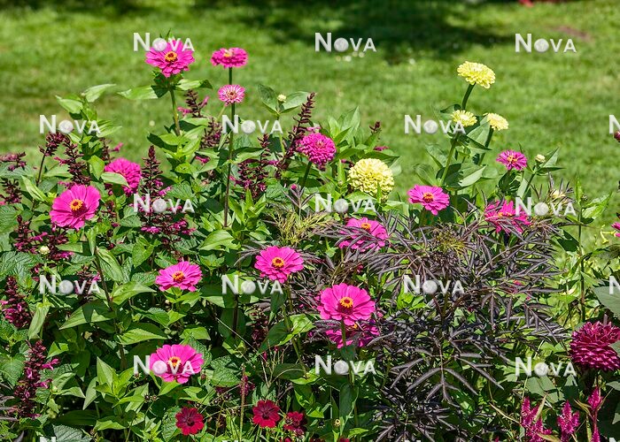 N1527145 Annual mix with Zinnia