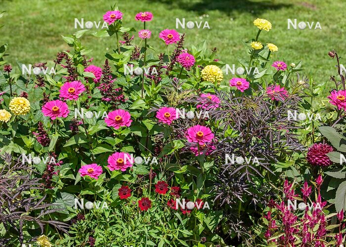 N1527146 Annual mix with Zinnia