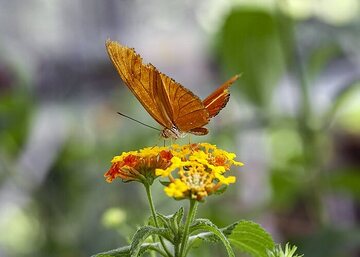 Butterfly, Lantana