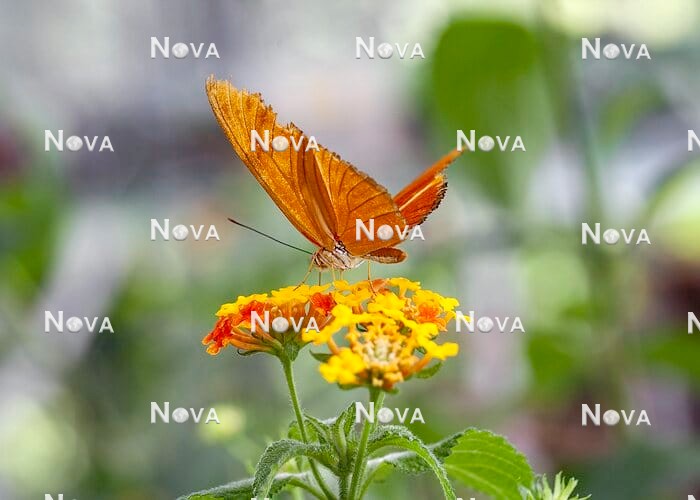 N2102864 Schmetterling auf Lantana