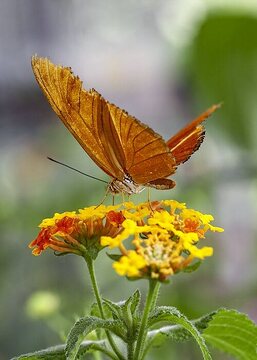 Lantana camara, Schmetterling