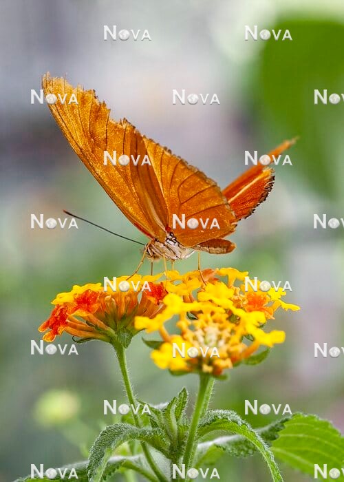 N2102865 Butterfly sitting on Lantana