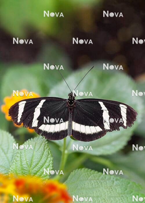 N2102867 Schmetterling auf Lantana