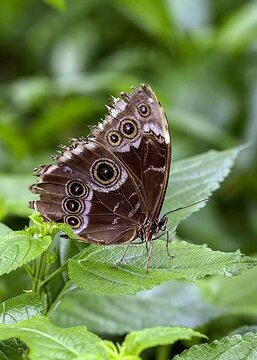 Butterfly, Lantana