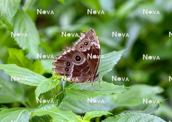 N2102868 Schmetterling auf Lantana
