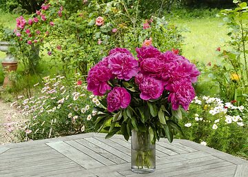 bouquet of flowers, Garden Furniture, Garten, Paeonia lactiflora, terrace