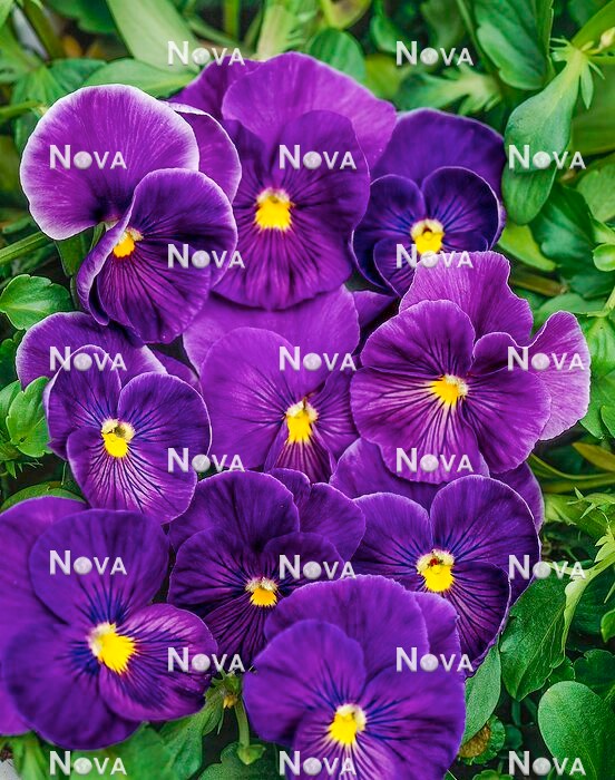 N1526584 Viola x wittrockiana