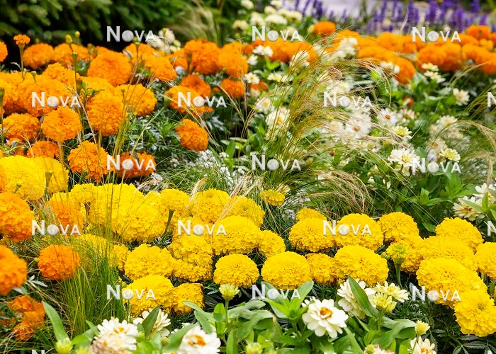 N1527680 Annual mix with Tagetes