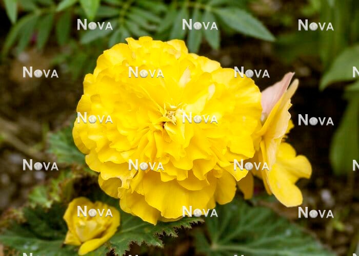 N1926979 Begonia Nonstop ® Yellow
