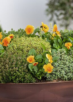 Pflanzschale, Plant container «Accessories in the Garden», Thymus vulgaris, Viola cornuta