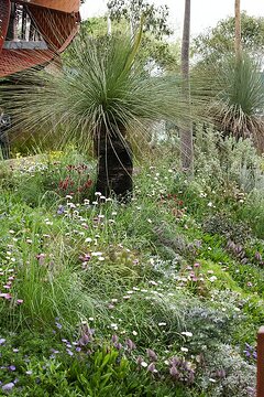 Botany Bay Gum, Brachyscome (Genus), Carex (Genus), Helichrysum (Genus), Kangaroo Paw (Genus), Xerochrysum bracteatum