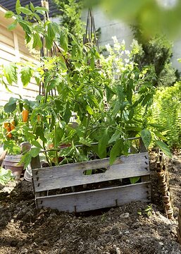 Capsicum annuum, Jungpflanze, Solanum lycopersicum, wooden box