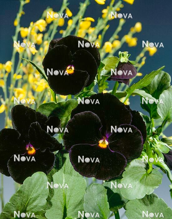 N1503070 Viola-Wittrockiana-Hybriden Black Dream