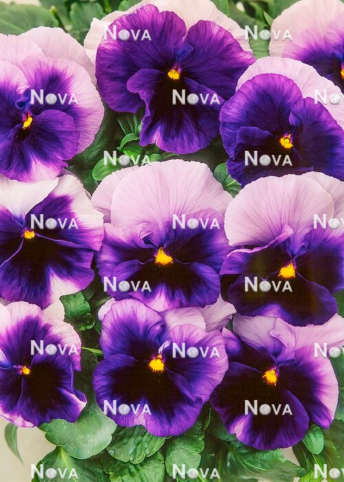 N1526551 Viola Phoenix Beaconsfield