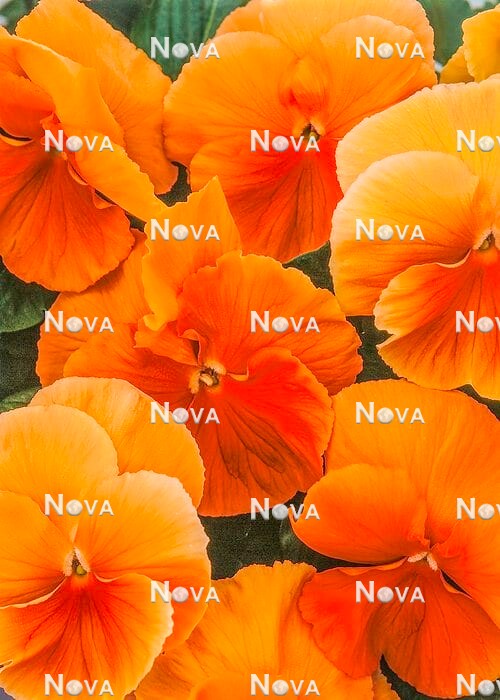 N1526541 Viola Delta ® Orange