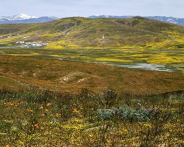 Eschscholzia californica, Flower meadow, Landschaft, Natur, Ocean Blue Lupin