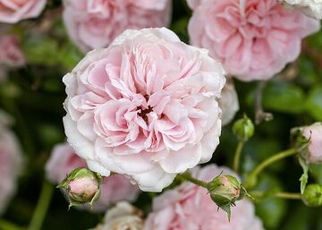 Bodendeckerrose, Englische Rose