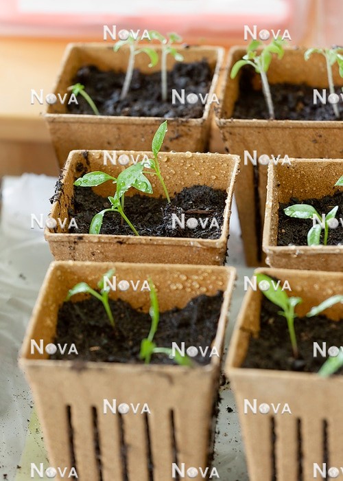 N2102965 Freshly pricked Capsicum annuum seedling