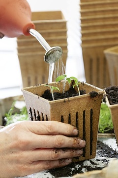 Hand, person «Humans», Pflanzanleitung, pour, Seedling propagation, Seedlings, Solanum lycopersicum, to prick out, Watering «Horticultural Products», watering «Tätigkeiten»