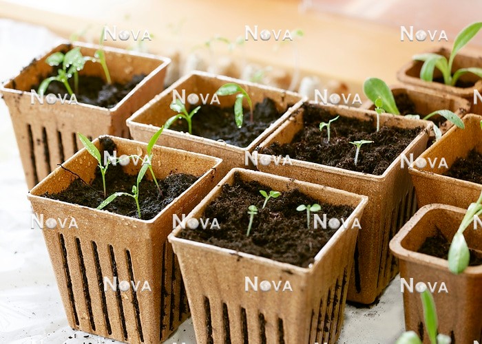 N2102984 Freshly pricked seedlings