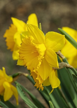 Narcissus pseudonarcissus, Springtime