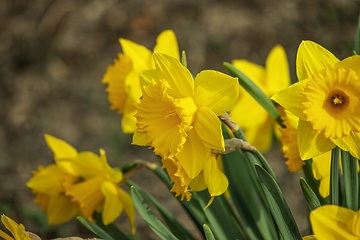Narcissus pseudonarcissus, Springtime