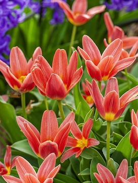 Frühling, Hyacinthus orientalis, Tulipa kaufmanniana