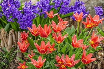 Frühling, Hyacinthus orientalis, Tulipa kaufmanniana