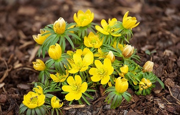 Eranthis hyemalis, Frühlingsblüher, Springtime