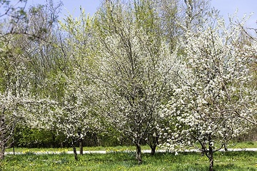 Frühling, Obstgarten, Pyrus communis