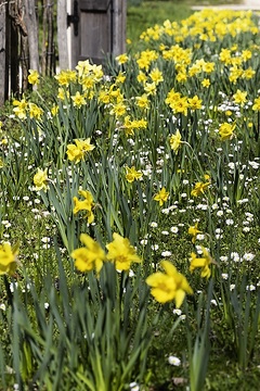 Bellis perennis, Blumenwiese, Frühling, Frühlingsstimmung, Narcissus (Genus)